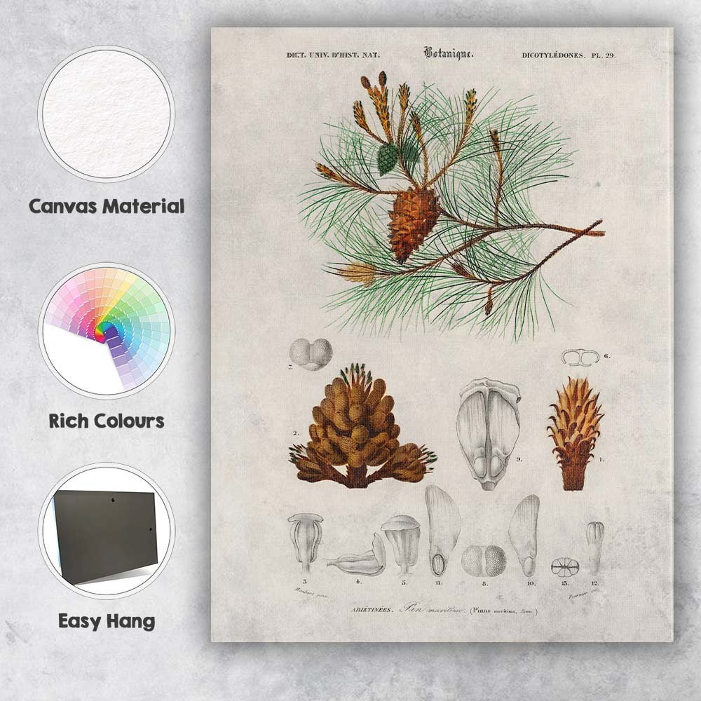Antique Botanical Maritime Pine Scientific Illustration Canvas Wall Art Print Decor Picture Ready to Hang