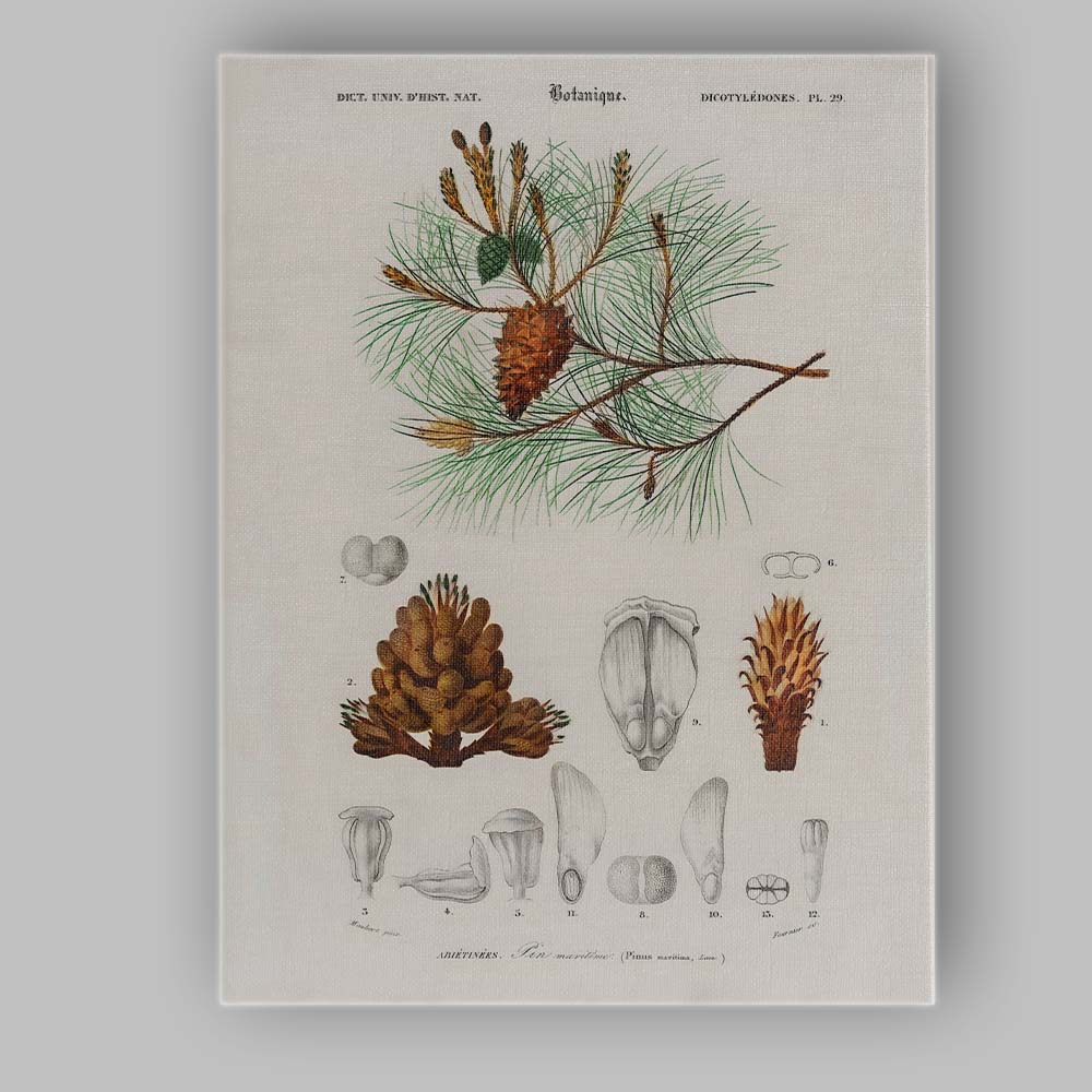 Antique Botanical Maritime Pine Scientific Illustration Canvas Wall Art Print Decor Picture Ready to Hang
