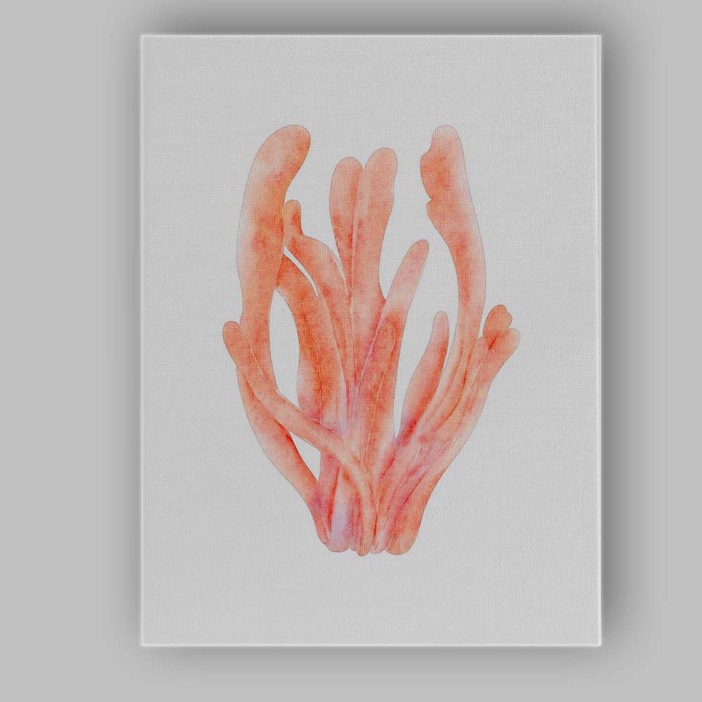 Pink Watercolour Branching Sea Coral Illustration Canvas Wall Art Print Decor Picture Ready to Hang