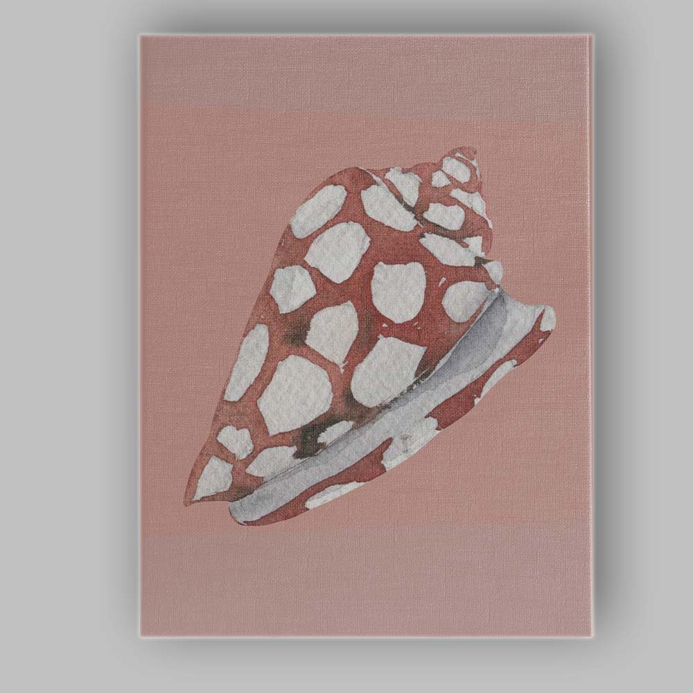 Terracotta Spotted Cone Shell Watercolour Coastal Illustration Canvas Wall Art Print Decor Picture Ready to Hang