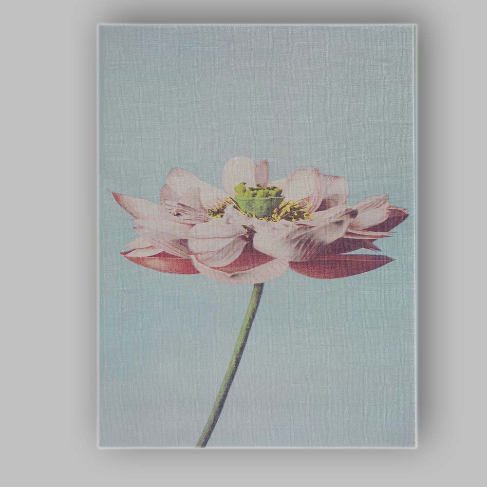 Minimal White Lotus Flower Sky Blue Botanical Photography Canvas Wall Art Print Decor Picture Ready to Hang