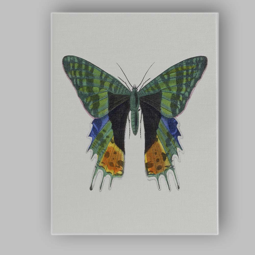 Green Swallowtail Butterfly Botanical Canvas Wall Art Print Decor Picture Ready to Hang