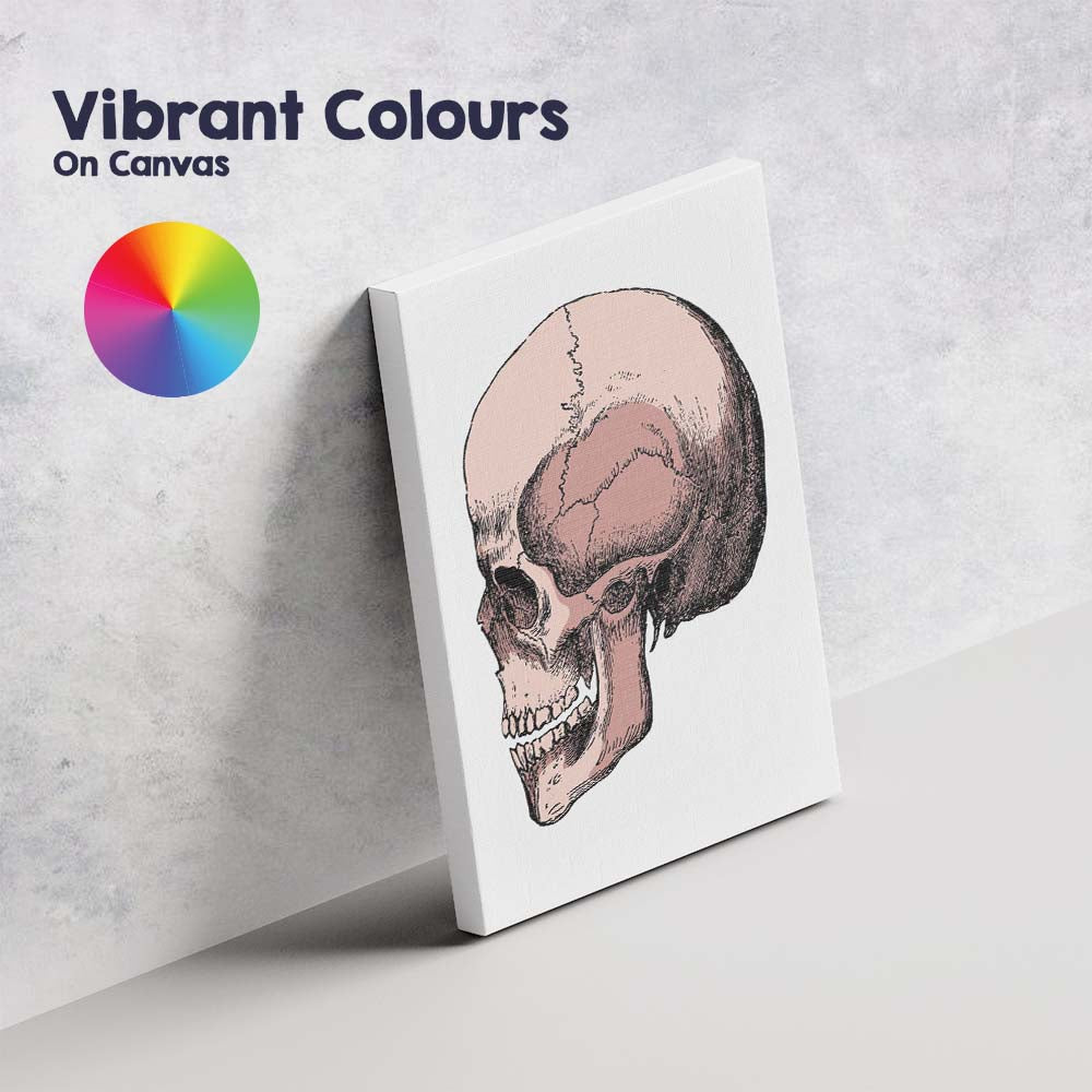 Pink Anatomical Skull Illustration Canvas Wall Art Print Decor Picture Ready to Hang