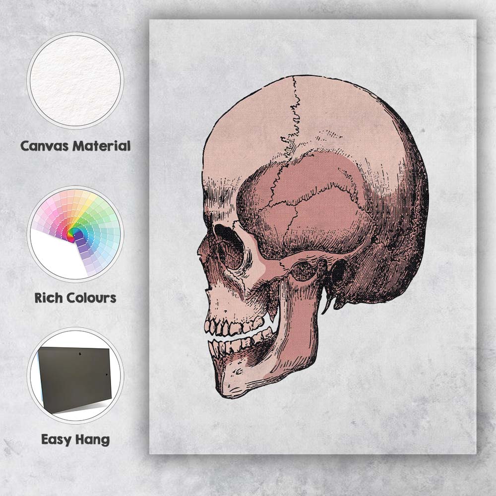 Pink Anatomical Skull Illustration Canvas Wall Art Print Decor Picture Ready to Hang
