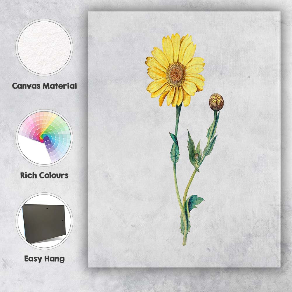 Yellow Daisy Botanical Flower Study Canvas Wall Art Print Decor Picture Ready to Hang