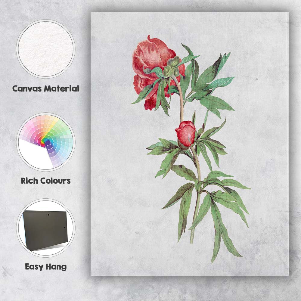 Red Peony Botanical Flower Study Canvas Wall Art Print Decor Picture Ready to Hang