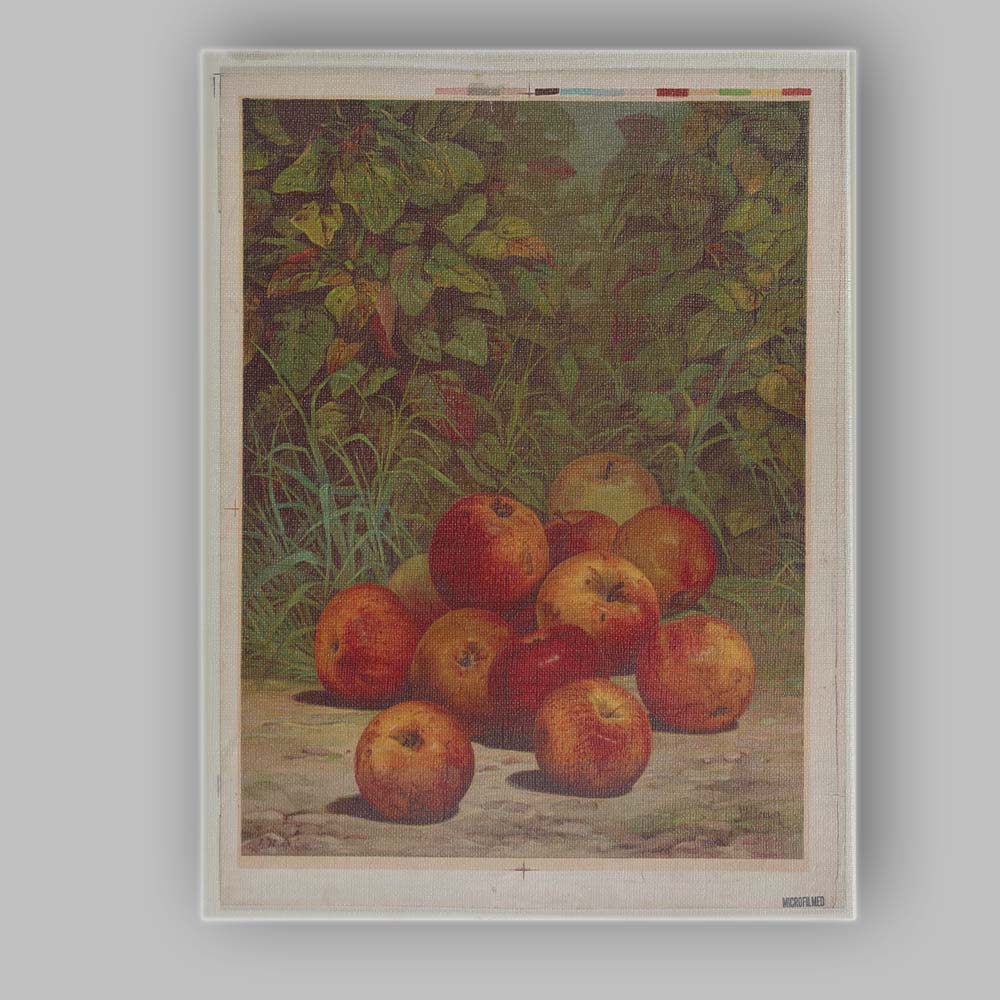 Rustic Orchard Apples Still Life Botanical Painting Canvas Wall Art Print Decor Picture Ready to Hang
