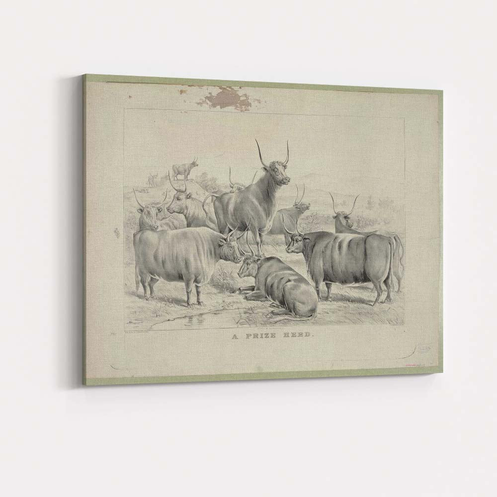 Monochrome Prize Herd Cattle Farm Livestock Antique Illustration Canvas Wall Art Print Decor Picture Ready to Hang
