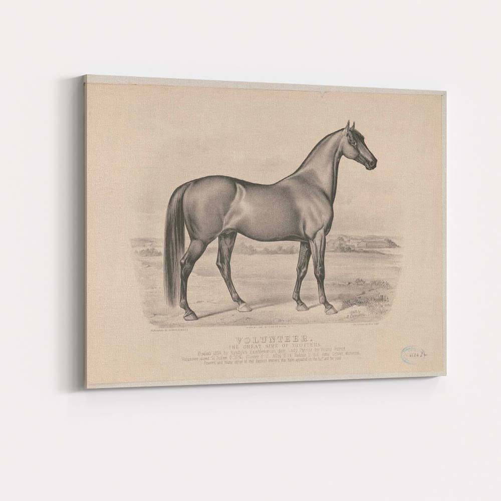 Volunteer Champion Trotting Horse Equestrian Portrait Antique Engraving Canvas Wall Art Print Decor Picture Ready to Hang