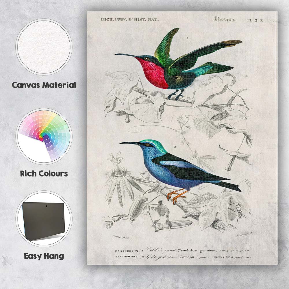 Tropical Hummingbird and Blue Honeycreeper Exotic Bird Illustration Canvas Wall Art Print Decor Picture Ready to Hang
