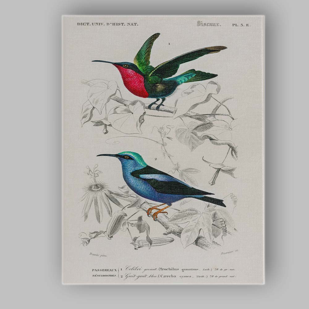 Tropical Hummingbird and Blue Honeycreeper Exotic Bird Illustration Canvas Wall Art Print Decor Picture Ready to Hang