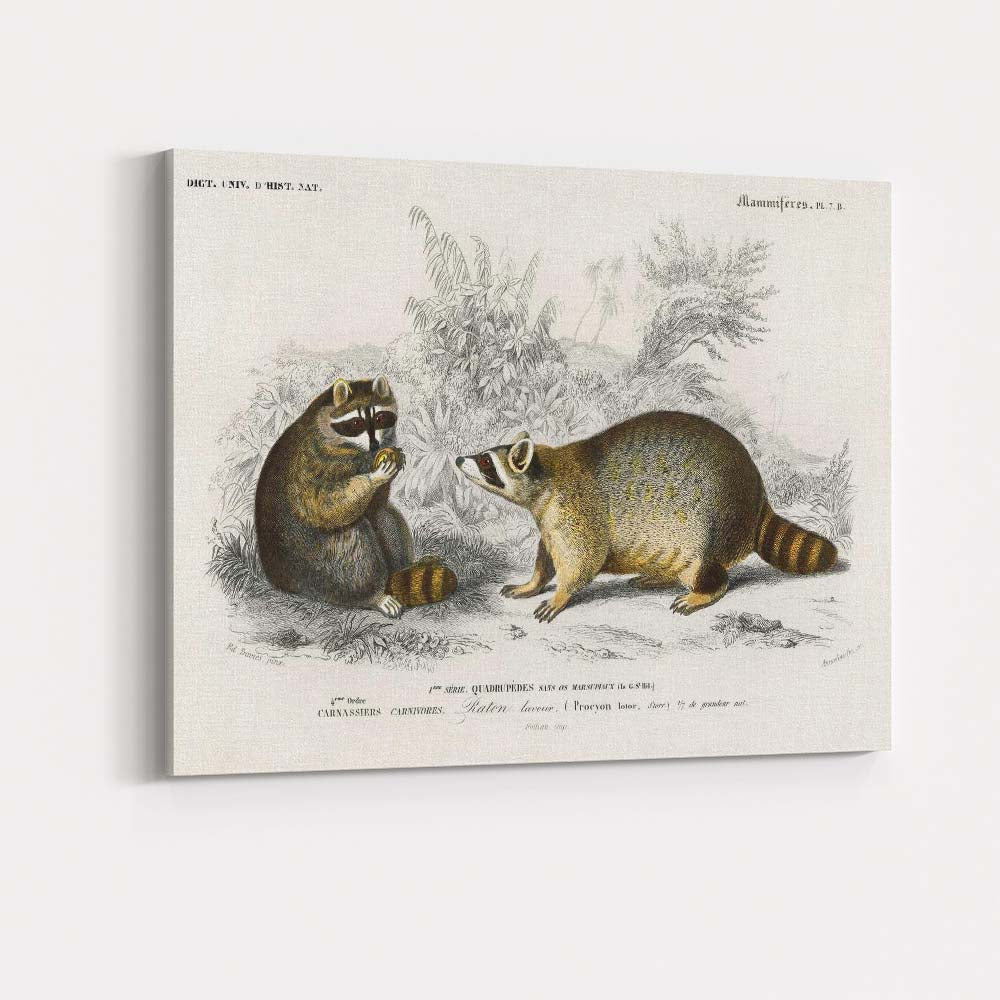 Woodland Raccoon Pair Natural History Wildlife Illustration Canvas Wall Art Print Decor Picture Ready to Hang