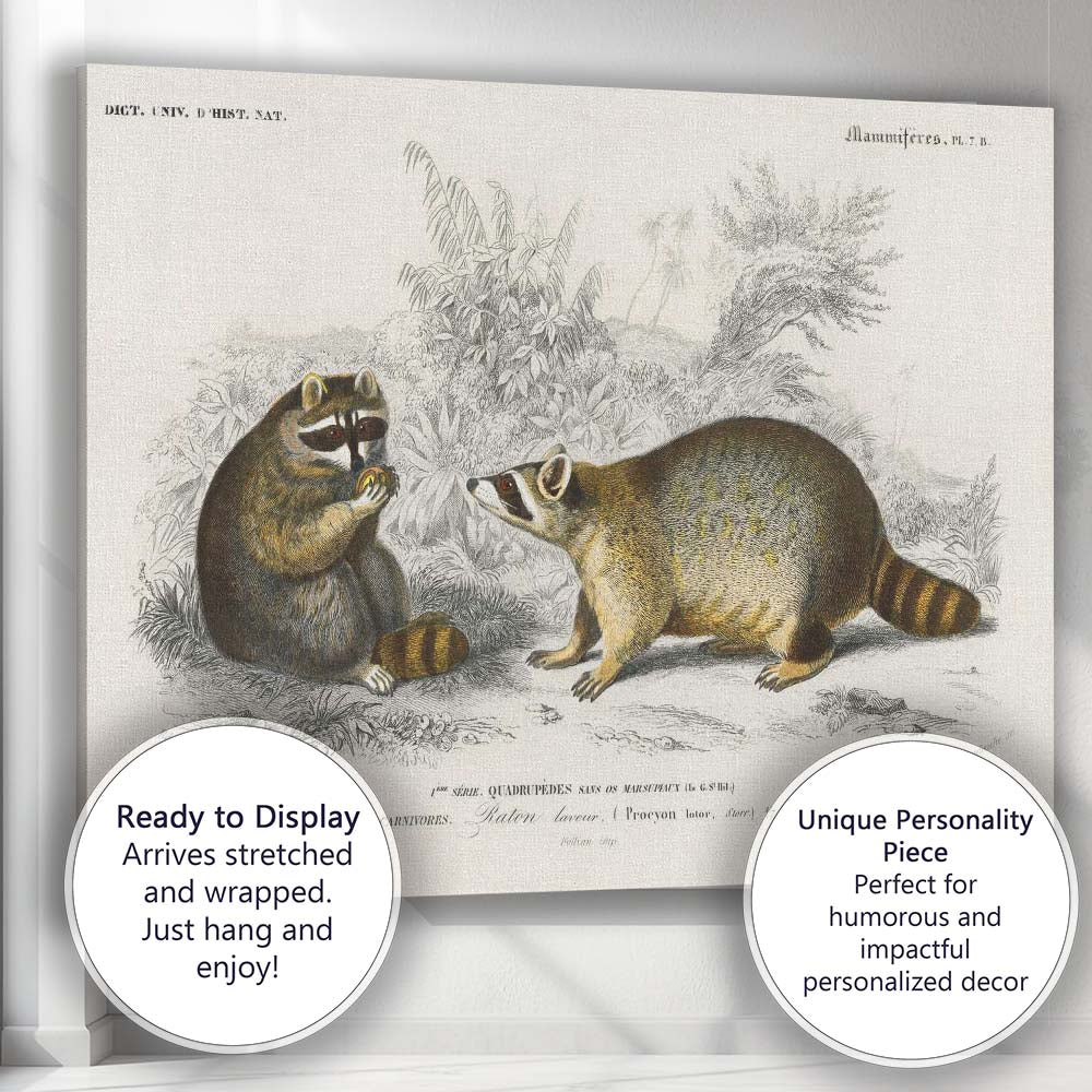 Woodland Raccoon Pair Natural History Wildlife Illustration Canvas Wall Art Print Decor Picture Ready to Hang