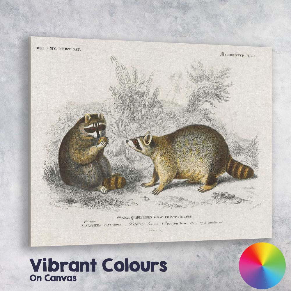 Woodland Raccoon Pair Natural History Wildlife Illustration Canvas Wall Art Print Decor Picture Ready to Hang