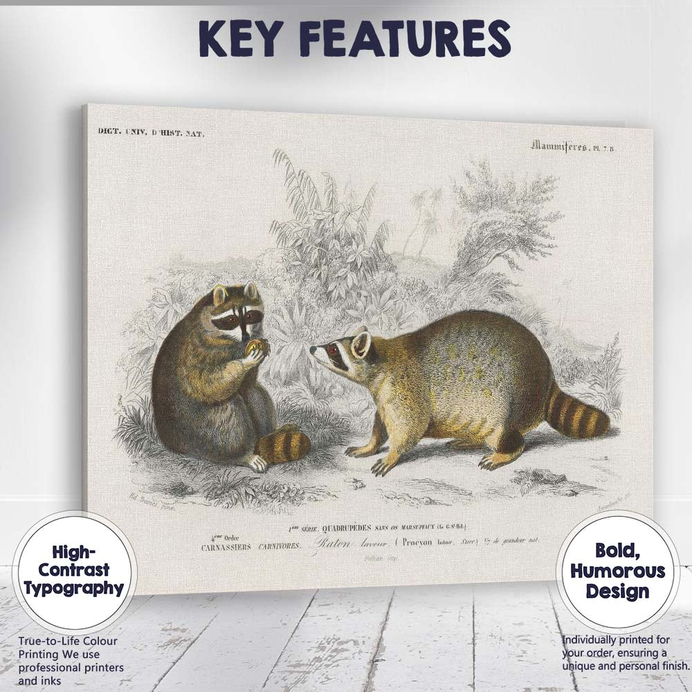 Woodland Raccoon Pair Natural History Wildlife Illustration Canvas Wall Art Print Decor Picture Ready to Hang