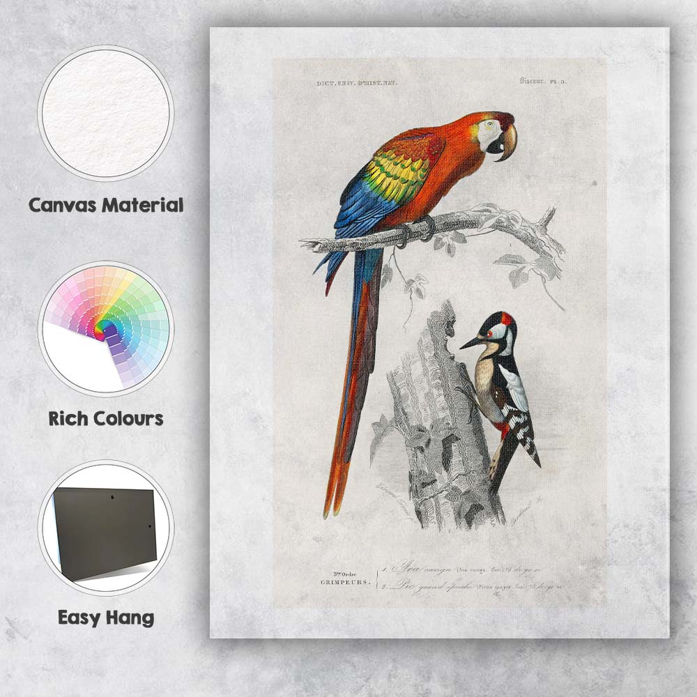 Colourful Scarlet Macaw And Woodpecker Natural History Bird Illustration Canvas Wall Art Print Decor Picture Ready to Hang