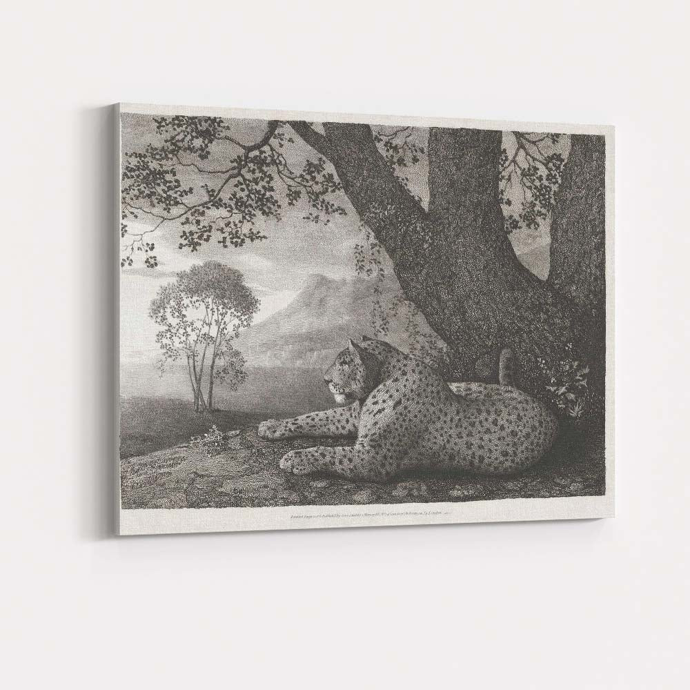 Resting Cheetah Beneath Ancient Tree Monochrome Wildlife Engraving Canvas Wall Art Print Decor Picture Ready to Hang