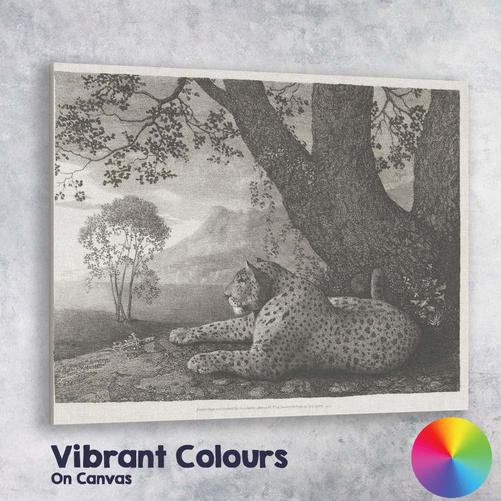 Resting Cheetah Beneath Ancient Tree Monochrome Wildlife Engraving Canvas Wall Art Print Decor Picture Ready to Hang