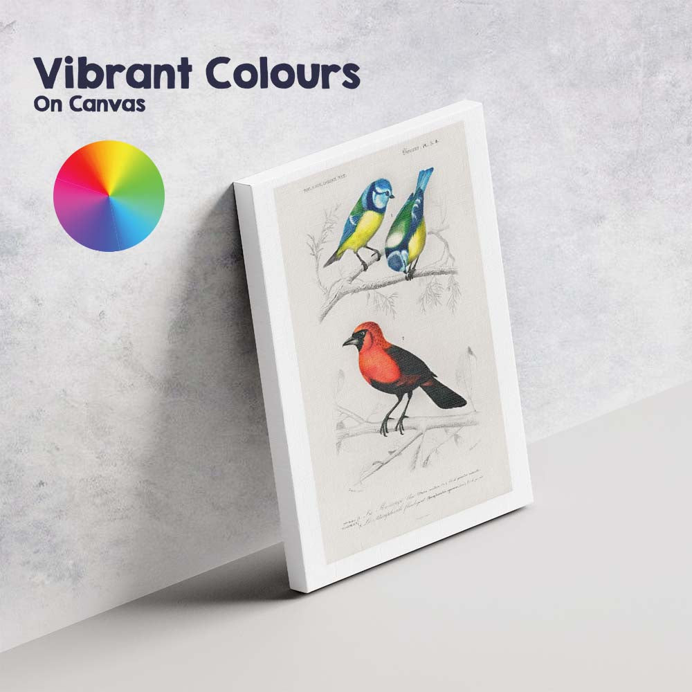 Colourful Blue Tit And Scarlet Bird Natural History Illustration Canvas Wall Art Print Decor Picture Ready to Hang