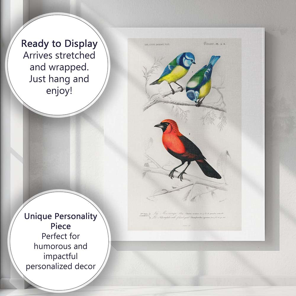 Colourful Blue Tit And Scarlet Bird Natural History Illustration Canvas Wall Art Print Decor Picture Ready to Hang