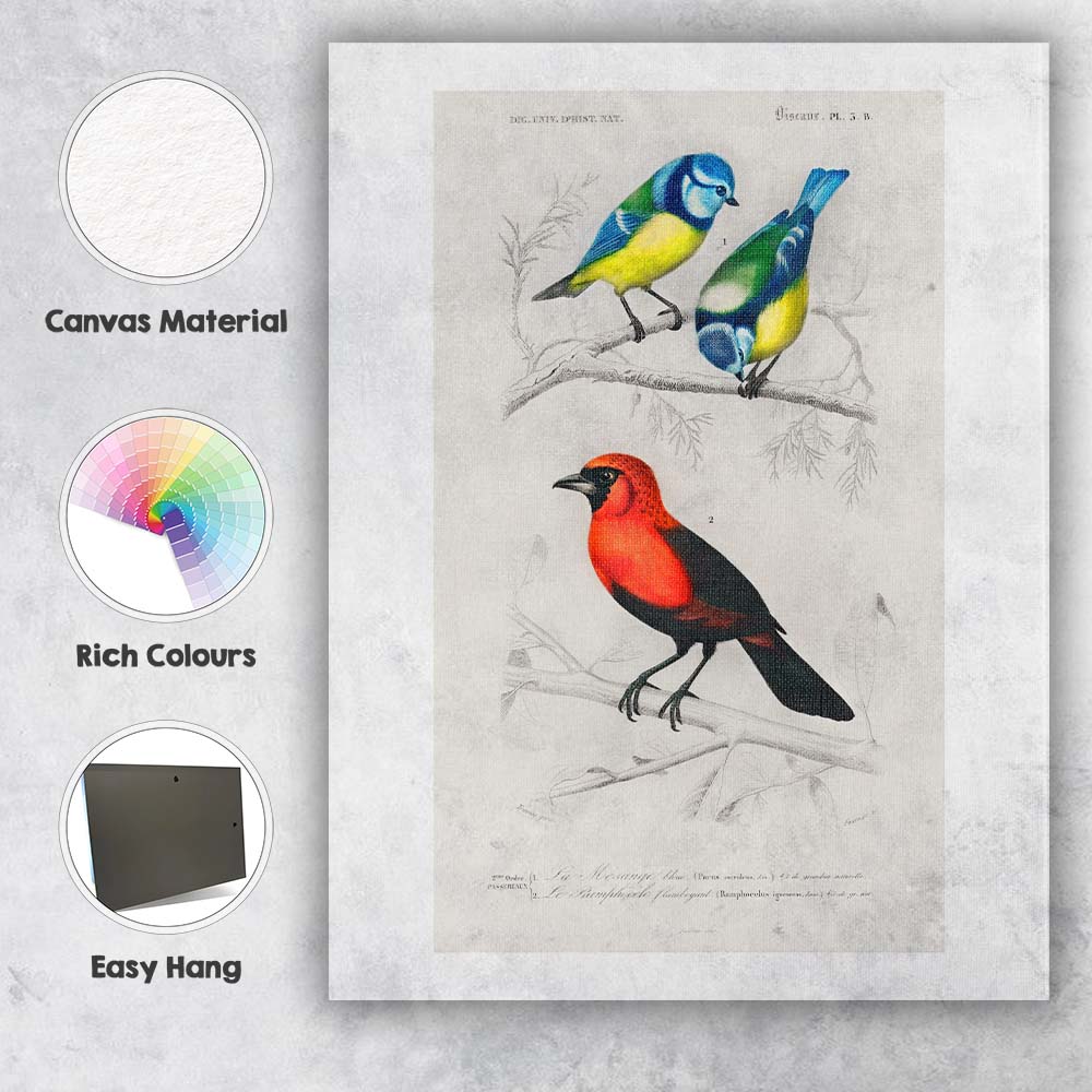 Colourful Blue Tit And Scarlet Bird Natural History Illustration Canvas Wall Art Print Decor Picture Ready to Hang