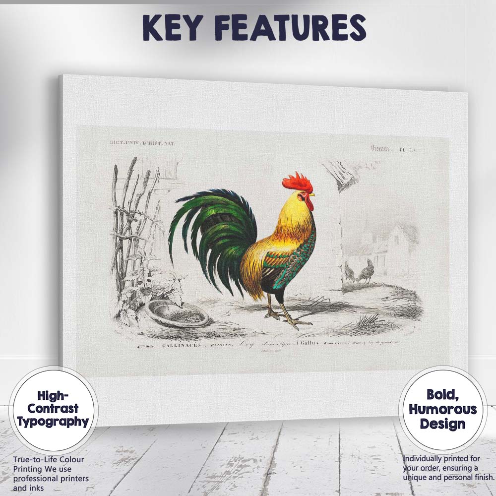 Traditional Cockerel Farmyard Bird Engraving Colour Illustration Canvas Wall Art Print Decor Picture Ready to Hang