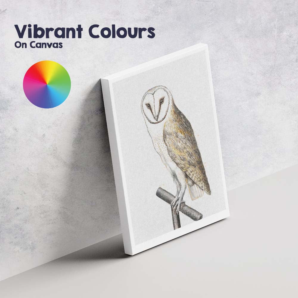 Barn Owl Detailed Wildlife Sketch Illustration Canvas Wall Art Print Decor Picture Ready to Hang