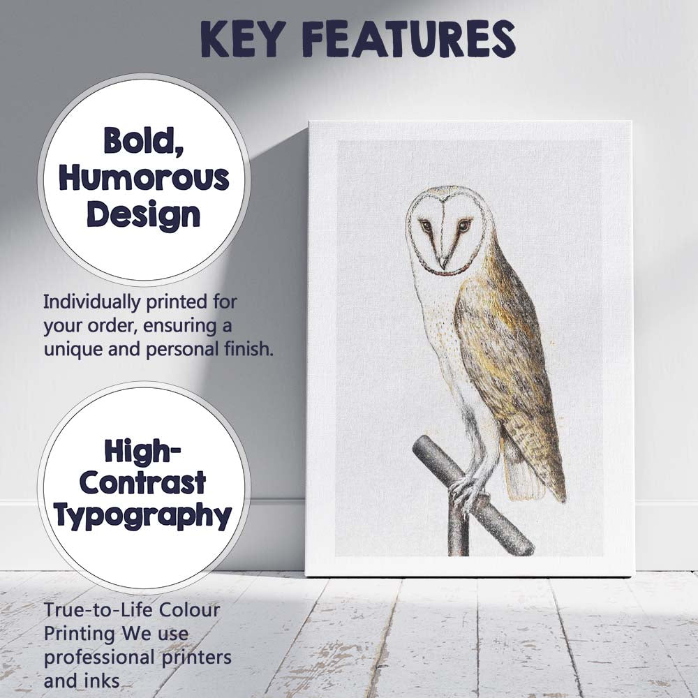 Barn Owl Detailed Wildlife Sketch Illustration Canvas Wall Art Print Decor Picture Ready to Hang