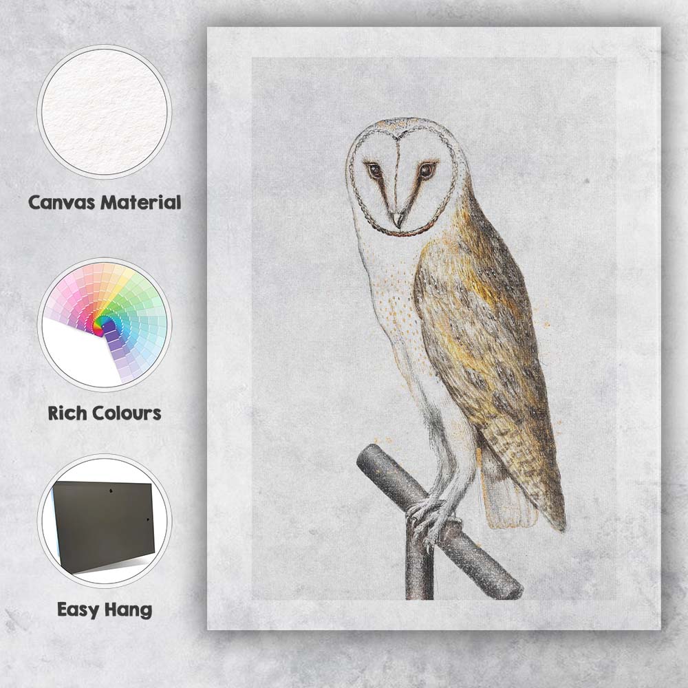 Barn Owl Detailed Wildlife Sketch Illustration Canvas Wall Art Print Decor Picture Ready to Hang