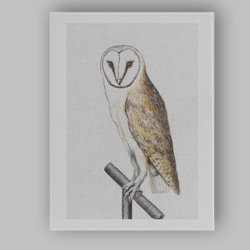 Barn Owl Detailed Wildlife Sketch Illustration Canvas Wall Art Print Decor Picture Ready to Hang