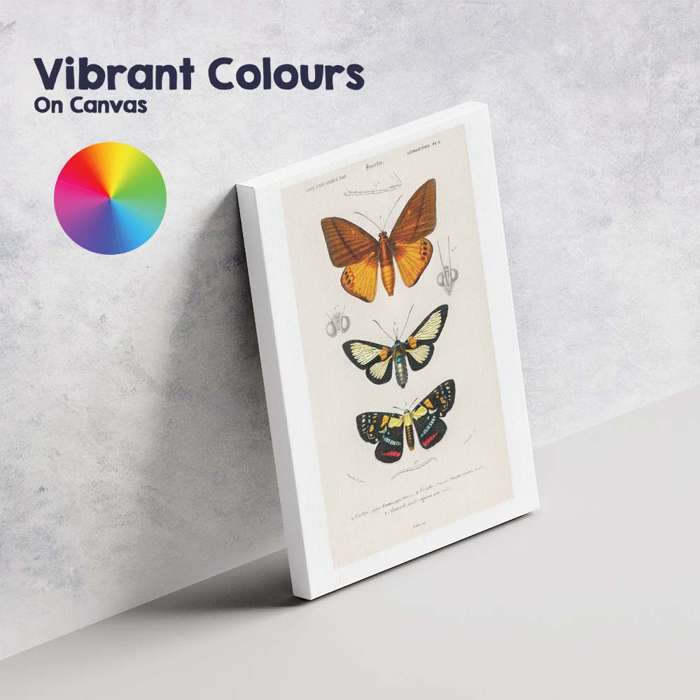Colourful Moth Collection Entomology Scientific Plate Canvas Wall Art Print Decor Picture Ready to Hang