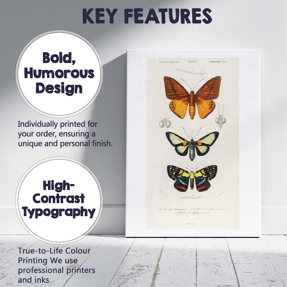 Colourful Moth Collection Entomology Scientific Plate Canvas Wall Art Print Decor Picture Ready to Hang