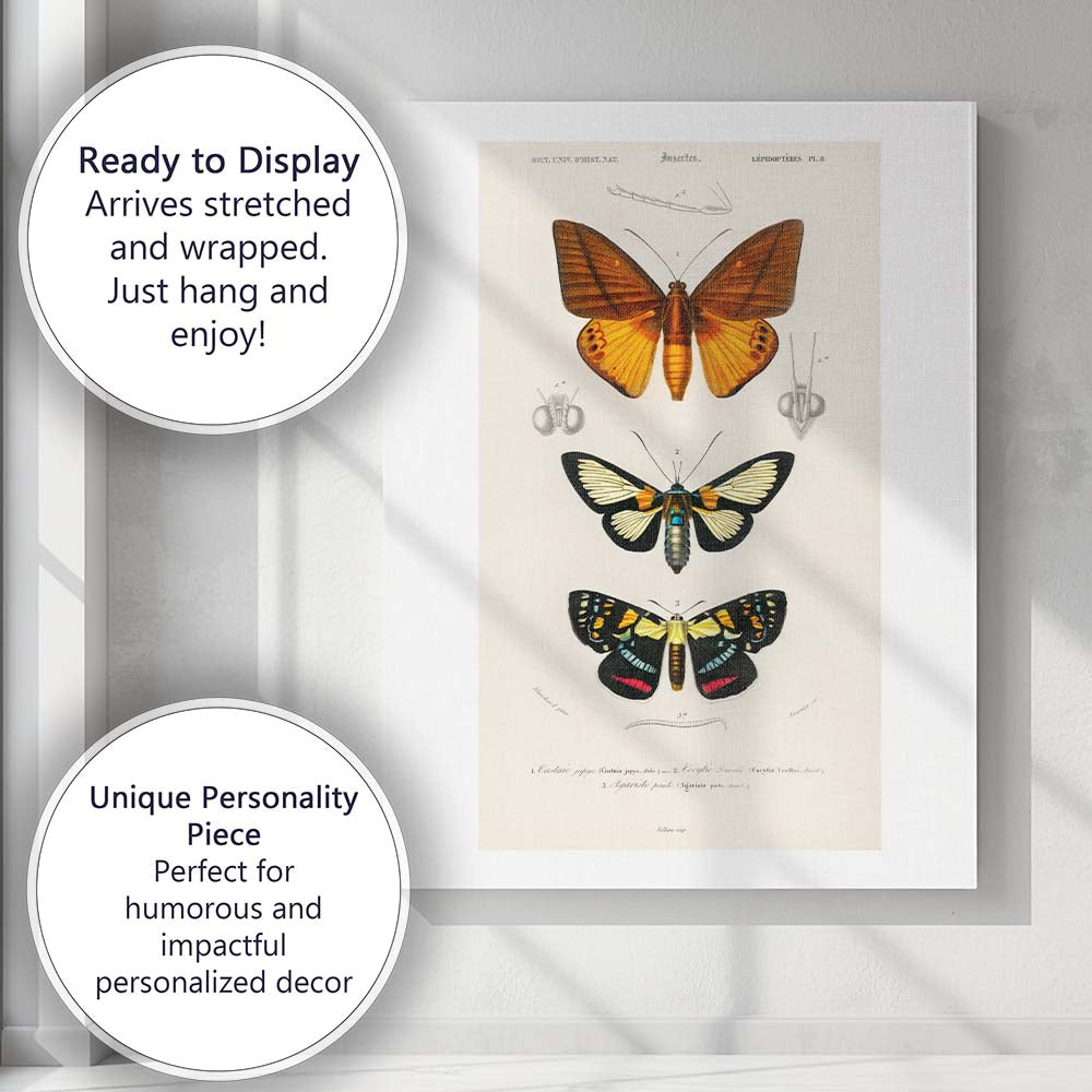 Colourful Moth Collection Entomology Scientific Plate Canvas Wall Art Print Decor Picture Ready to Hang