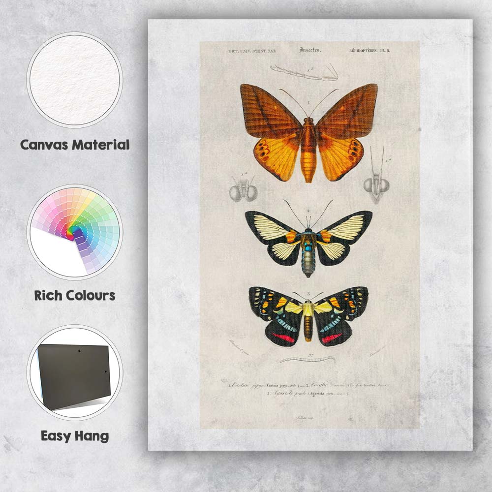 Colourful Moth Collection Entomology Scientific Plate Canvas Wall Art Print Decor Picture Ready to Hang