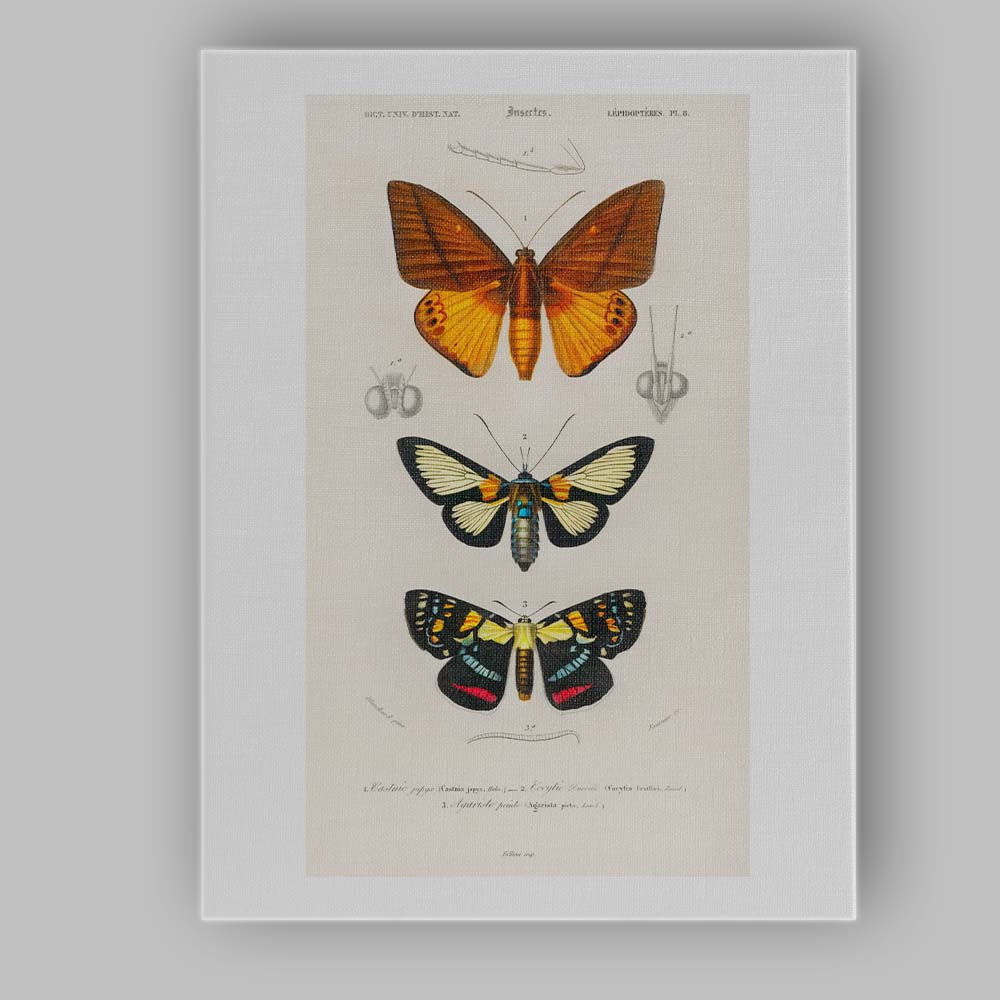 Colourful Moth Collection Entomology Scientific Plate Canvas Wall Art Print Decor Picture Ready to Hang