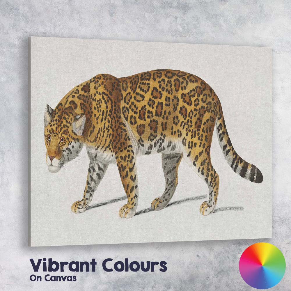 Detailed Jaguar Big Cat Wildlife Portrait Illustration Canvas Wall Art Print Decor Picture Ready to Hang
