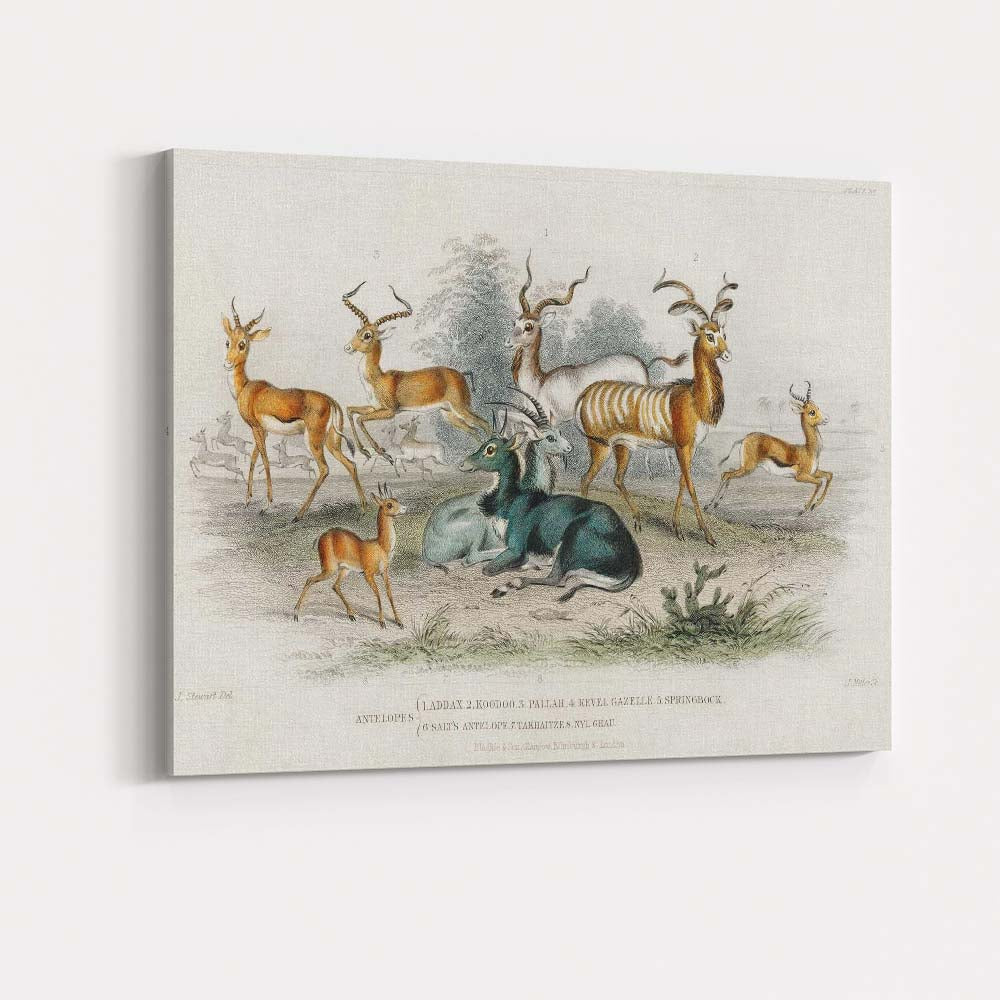 Antique Antelope And Gazelle Herd Natural History Illustration Canvas Wall Art Print Decor Picture Ready to Hang