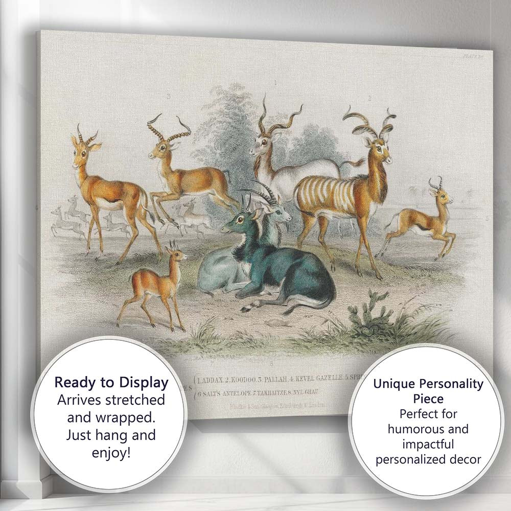 Antique Antelope And Gazelle Herd Natural History Illustration Canvas Wall Art Print Decor Picture Ready to Hang
