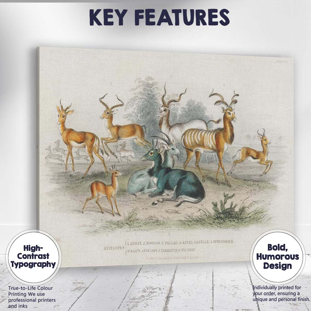 Antique Antelope And Gazelle Herd Natural History Illustration Canvas Wall Art Print Decor Picture Ready to Hang