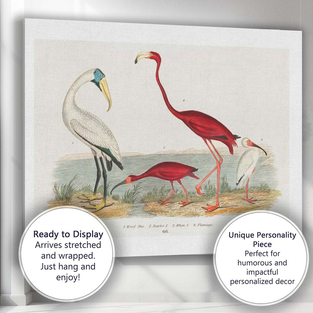 Elegant Flamingo And Ibis Water Bird Natural History Illustration Canvas Wall Art Print Decor Picture Ready to Hang