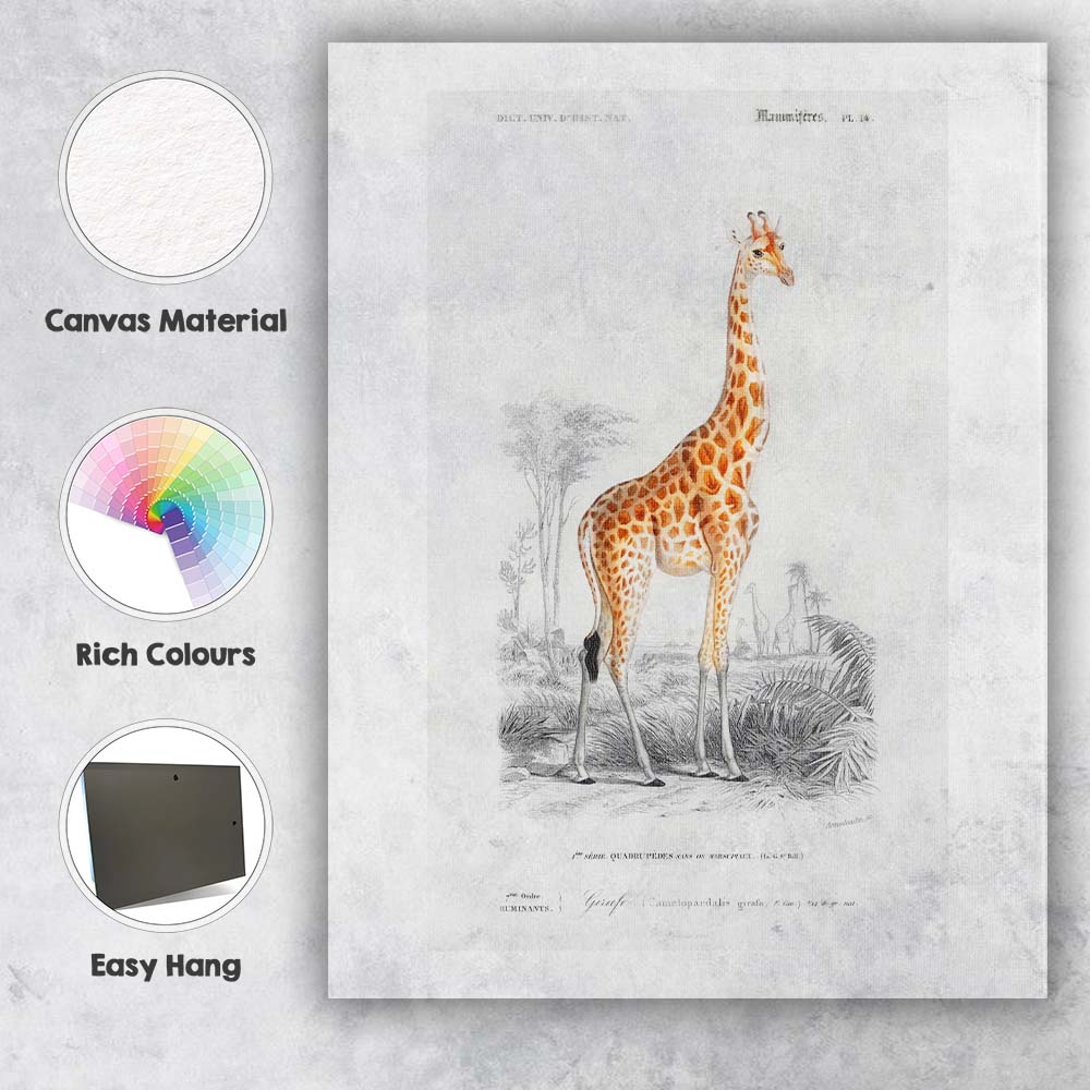 Antique Giraffe Wildlife Portrait Natural History Illustration Canvas Wall Art Print Decor Picture Ready to Hang