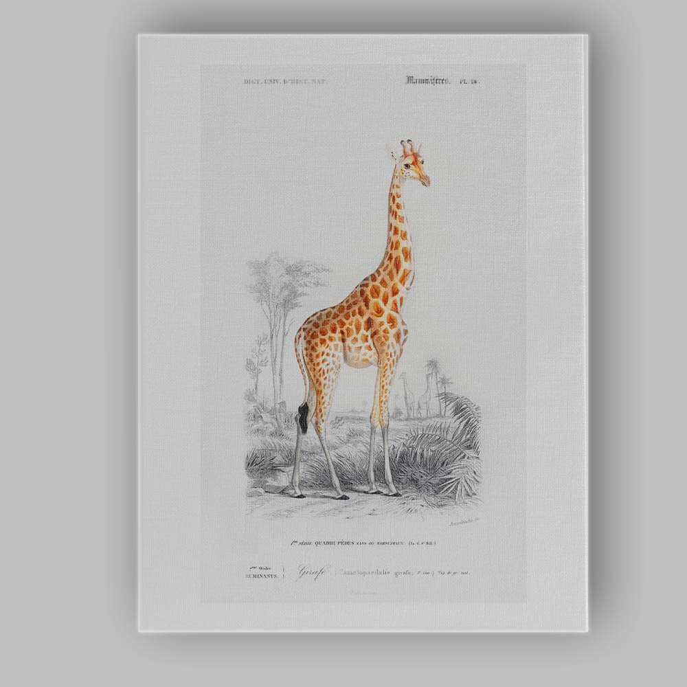 Antique Giraffe Wildlife Portrait Natural History Illustration Canvas Wall Art Print Decor Picture Ready to Hang