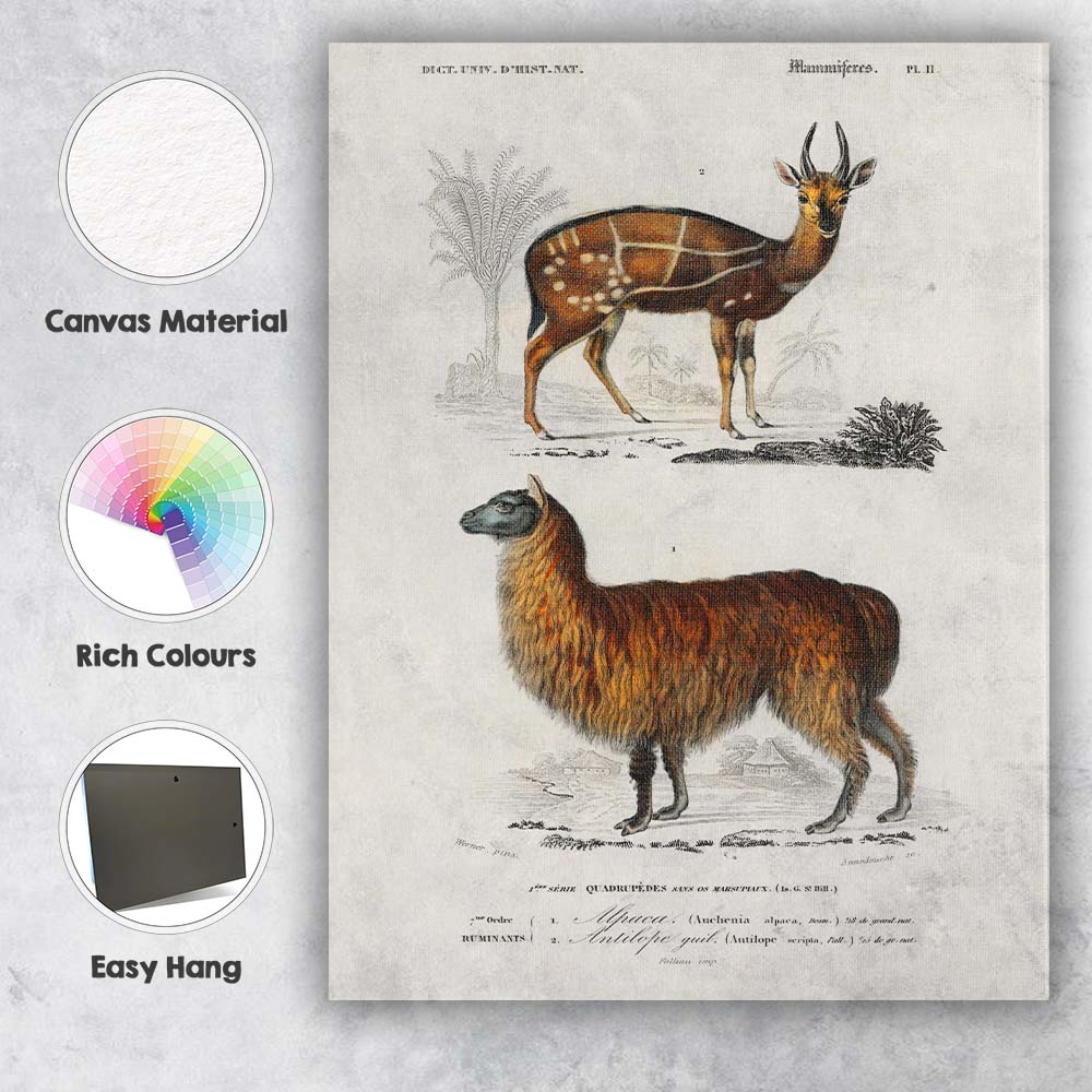 Antique Alpaca And Spotted Antelope Natural History Illustration Canvas Wall Art Print Decor Picture Ready to Hang