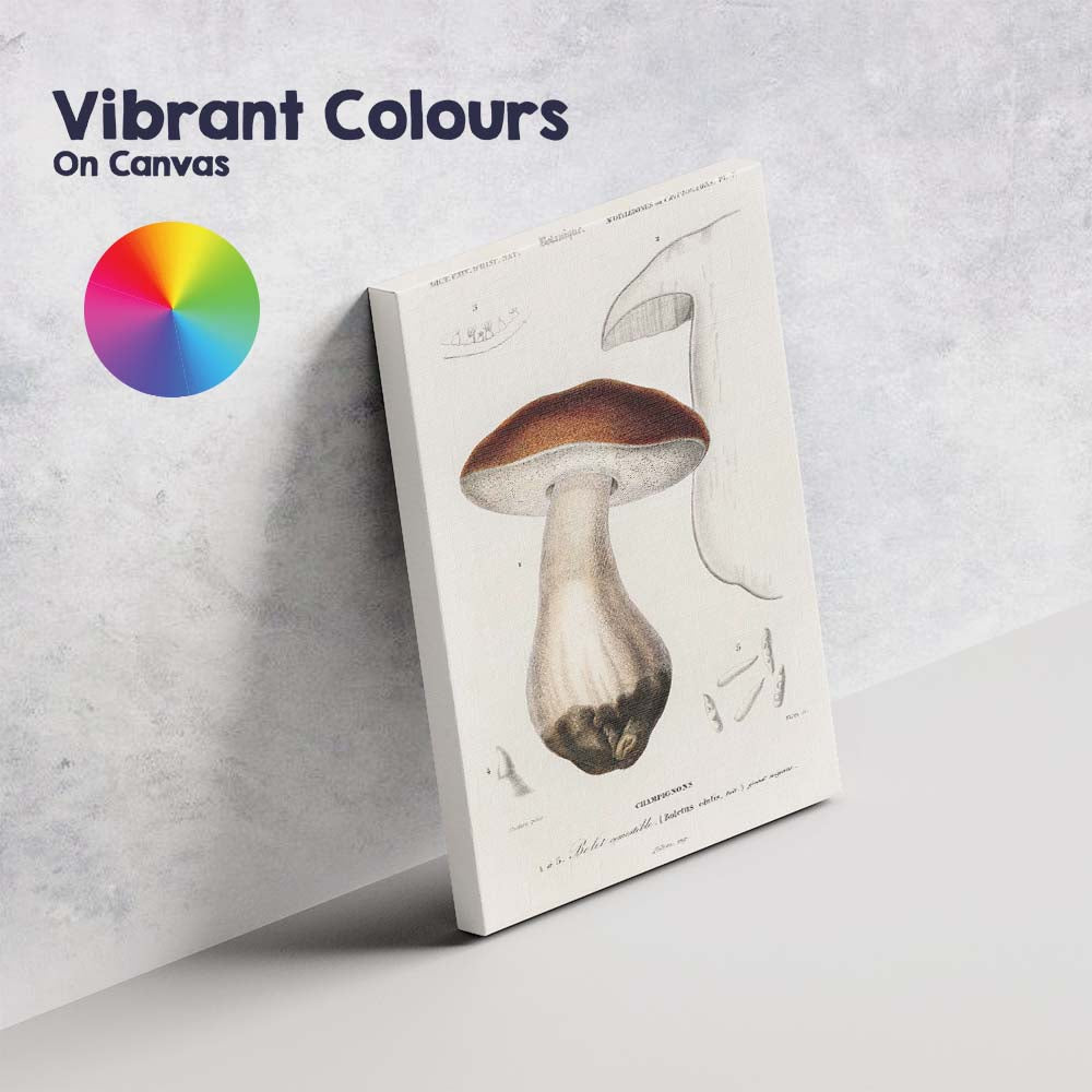 Antique Edible Mushroom Botanical Study Natural History Illustration Canvas Wall Art Print Decor Picture Ready to Hang