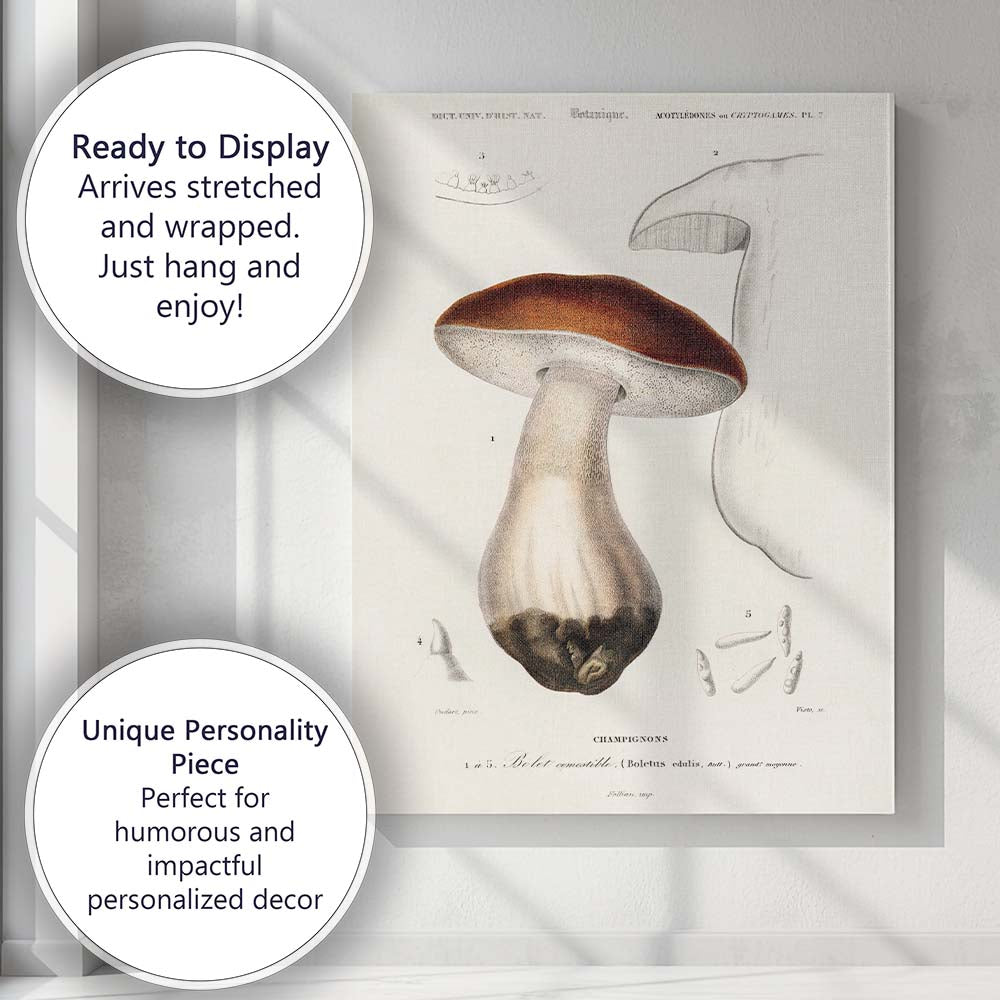 Antique Edible Mushroom Botanical Study Natural History Illustration Canvas Wall Art Print Decor Picture Ready to Hang