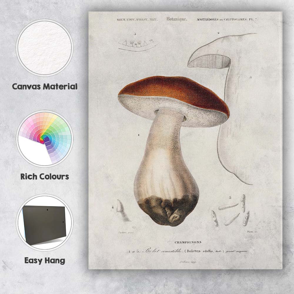 Antique Edible Mushroom Botanical Study Natural History Illustration Canvas Wall Art Print Decor Picture Ready to Hang