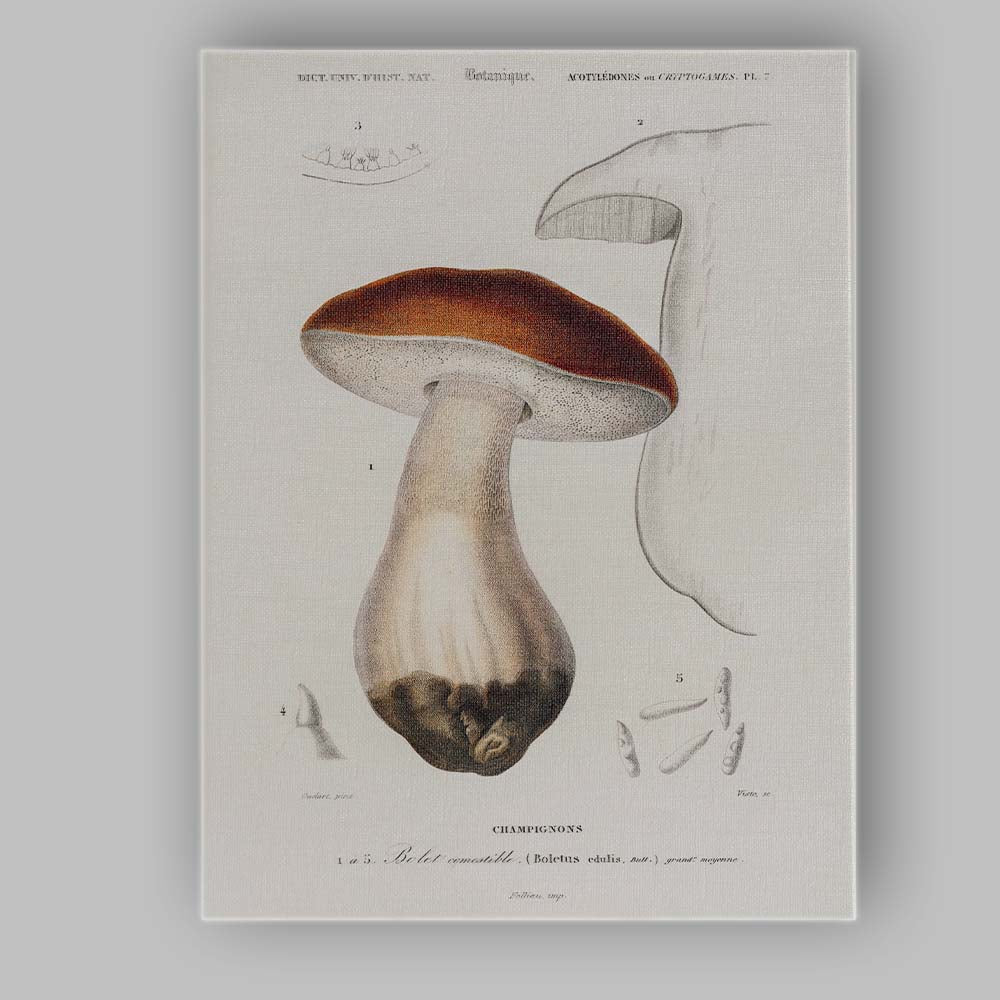 Antique Edible Mushroom Botanical Study Natural History Illustration Canvas Wall Art Print Decor Picture Ready to Hang