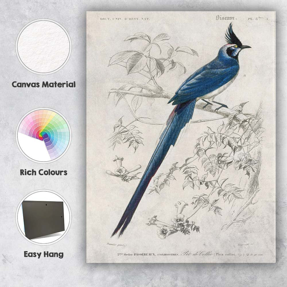 Elegant Blue Crested Tropical Bird Botanical Illustration Canvas Wall Art Print Decor Picture Ready to Hang