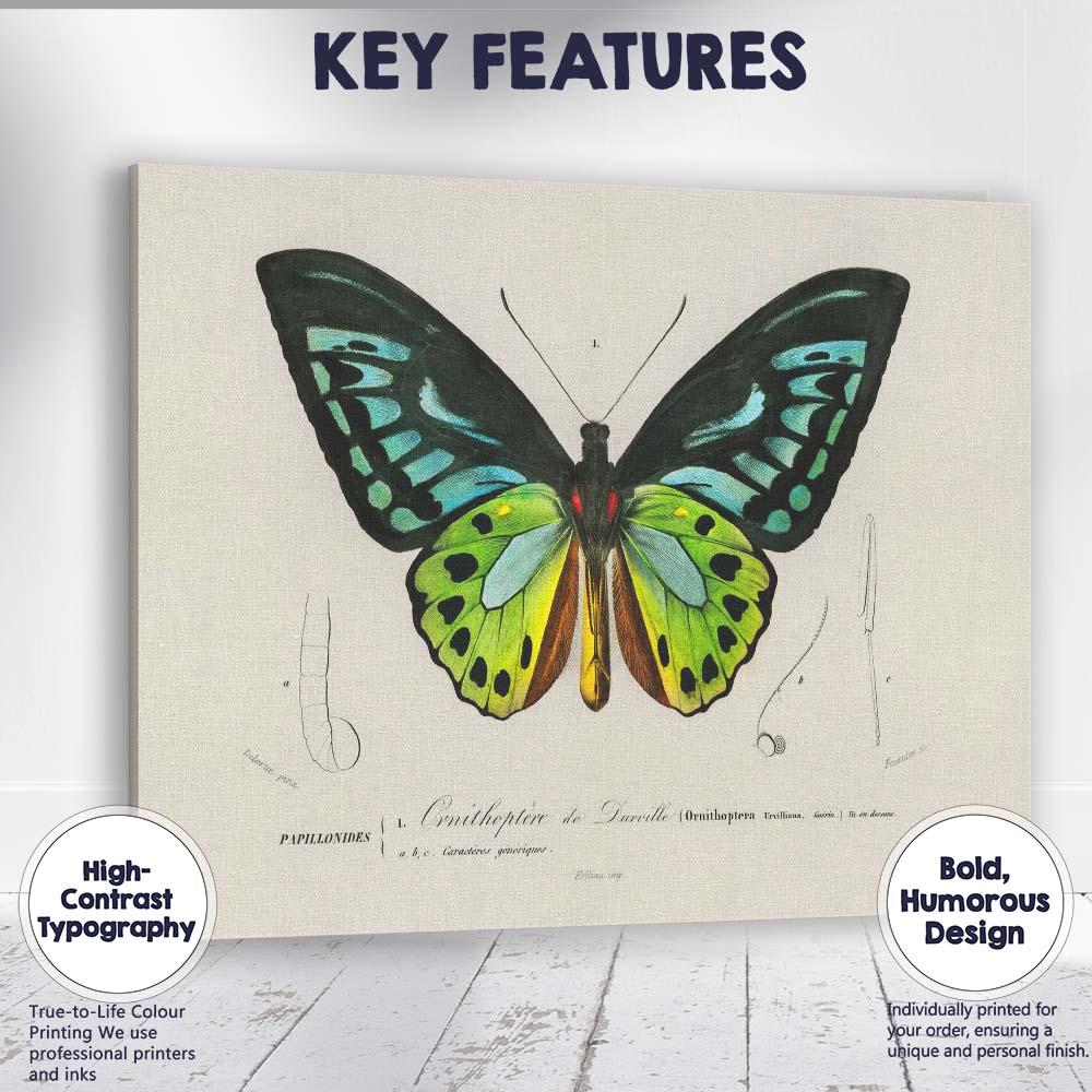 Vibrant Green And Blue Tropical Butterfly Entomology Illustration Canvas Wall Art Print Decor Picture Ready to Hang