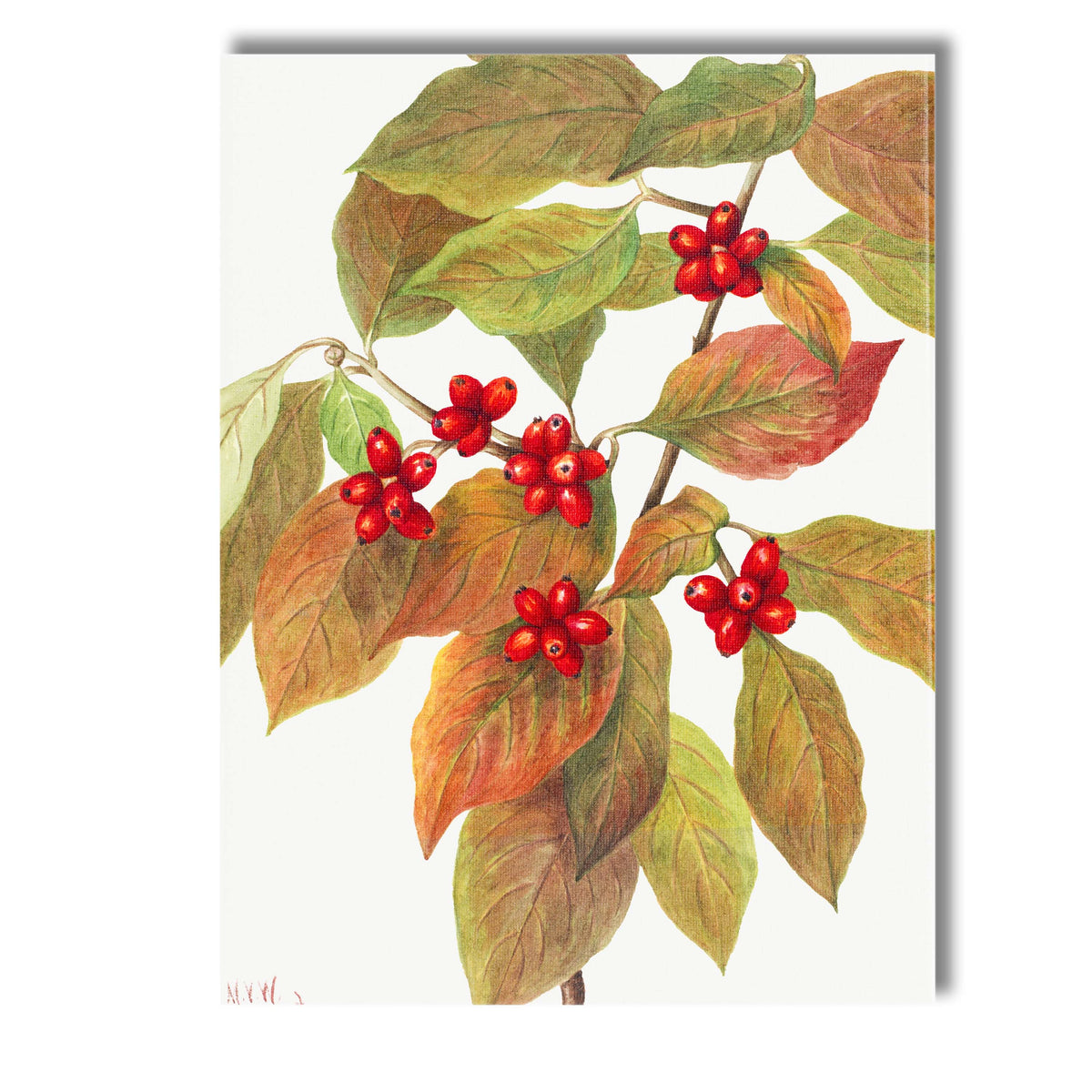 Autumn Red Berries Green Foliage Botanical Watercolour Canvas Wall Art Print Decor Picture Ready to Hang
